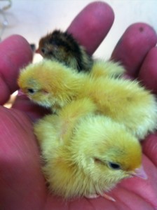 Coturnix aka Japanese quail hatched.