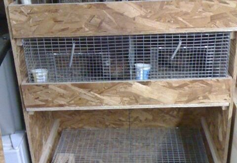 Quail cages with sliding trays