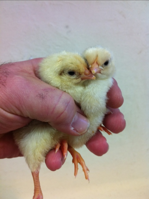 Day Old Chicks