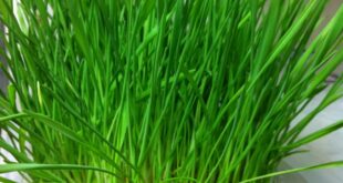 Sprouted Wheatgrass