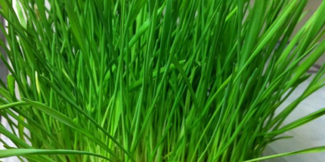 Sprouted Wheatgrass
