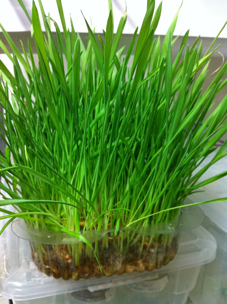 Sprouted Wheatgrass