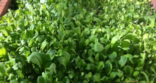 Cold Frame Greens
