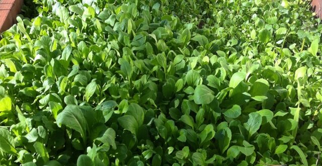 Cold Frame Greens