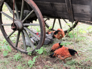 Chickens cooling in the shade