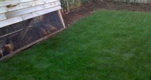 Chicken Ark Urban