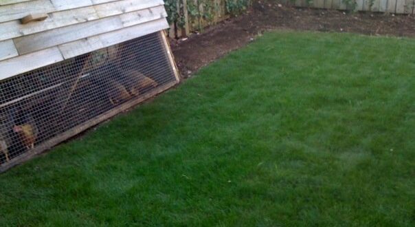 Chicken Ark Urban