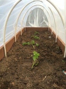 Hoop House