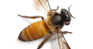 honey bee
