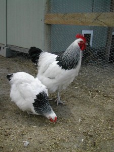 Light Sussex from Rare Feathers Farm