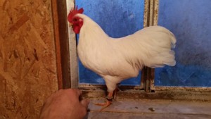 plymouth rock breeding cockerel for breeding fault remedy