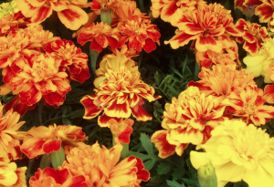 Marigolds 