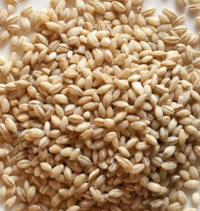 Barley