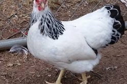 Columbian chicken