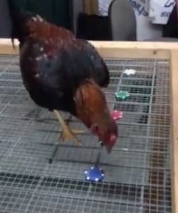 Chicken learning a task