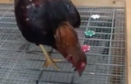 Chicken learning a task