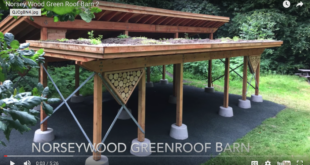 Green roof for chicken coop?