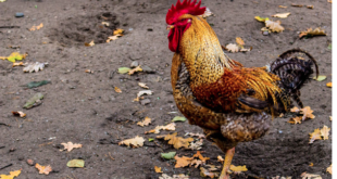 Chicken on wet ground