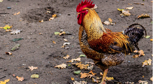 Chicken on wet ground
