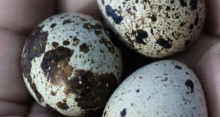 Coturnix quail eggs