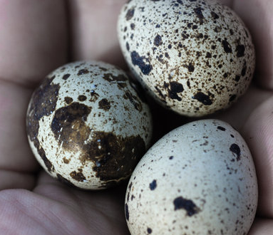 Coturnix quail eggs