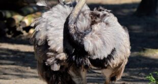 emu