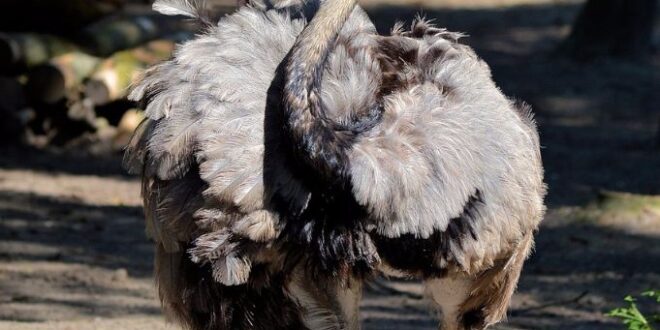 emu