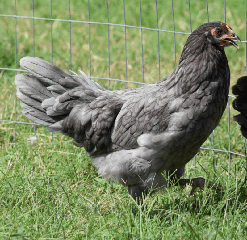 Whiting True Blue Breed Lays Blue Eggs