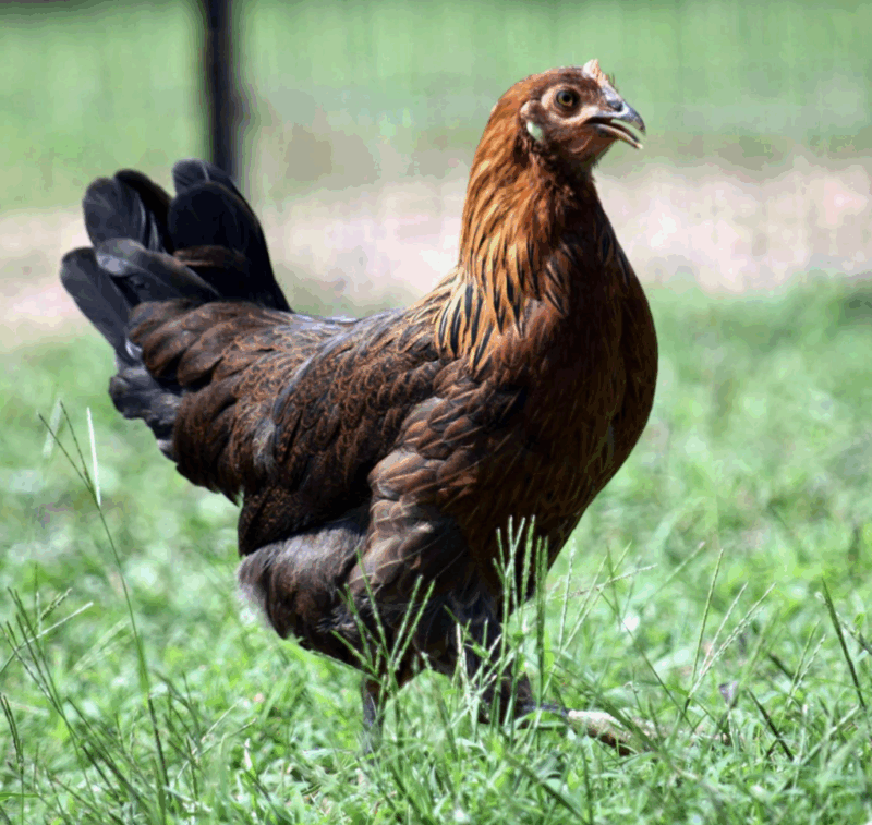 Whiting True Blue Breed Lays Blue Eggs