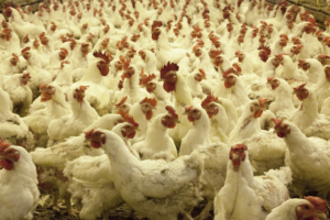 Cage Free factory farm chickens.